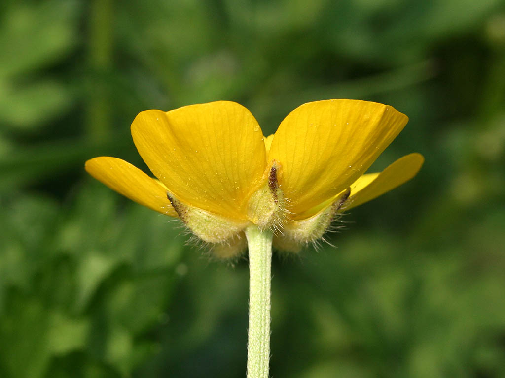 معرفی و راهنمای پرورش گیاهان زینتی فضای باز - آلاله رونده